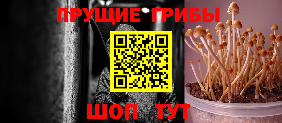 Подольск  Псилоцибиновые грибы прущие грибы  Вход с VPN  продажа наркотиков  Псилоцибиновые грибы мицелий 